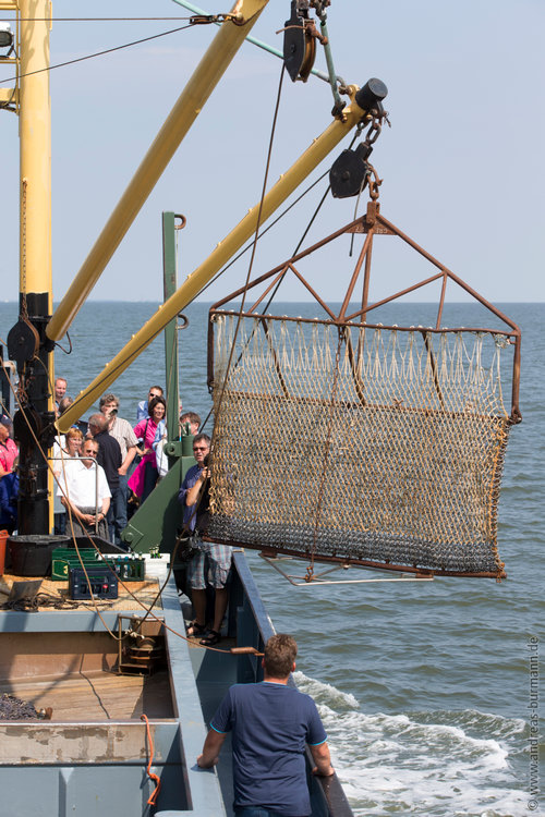 images/20130809-muschelfest-0329.jpg