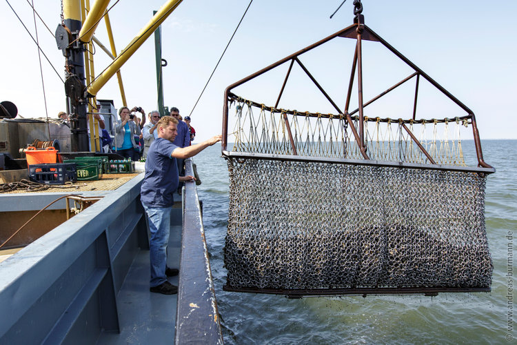 images/20130809-muschelfest-0347.jpg