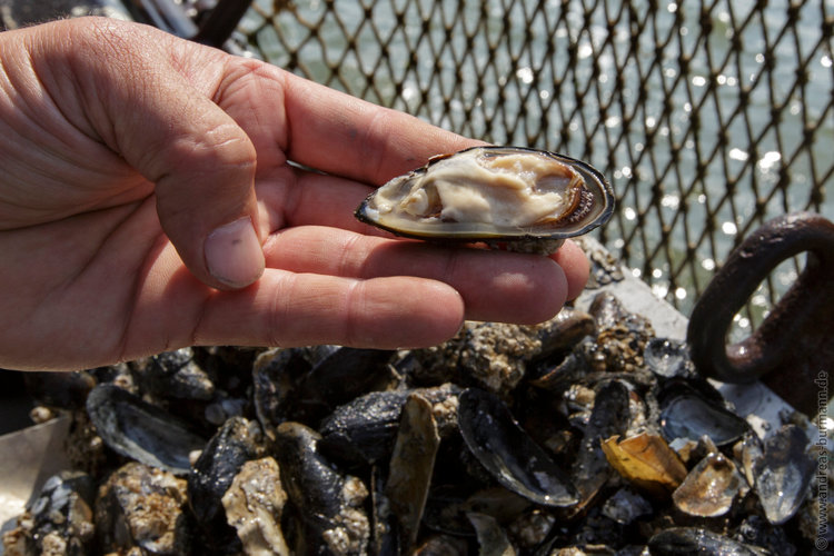 images/20130809-muschelfest-0393.jpg