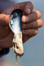 Vorschaubild für Datei 20130809-muschelfest-0431.jpg