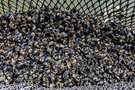Vorschaubild für Datei 20130809-muschelfest-0495.jpg