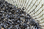 Vorschaubild für Datei burmann-foto-norddeich-muschelfischer-17.jpg Niedersächsische Muschelfischer eröffnen Saison 2014 in Norddeich