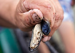 Vorschaubild für Datei burmann-foto-norddeich-muschelfischer-18.jpg Niedersächsische Muschelfischer eröffnen Saison 2014 in Norddeich