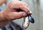 Vorschaubild für Datei burmann-foto-norddeich-muschelfischer-19.jpg Niedersächsische Muschelfischer eröffnen Saison 2014 in Norddeich