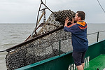 Vorschaubild für Datei burmann-foto-norddeich-muschelfischer-22.jpg Niedersächsische Muschelfischer eröffnen Saison 2014 in Norddeich
