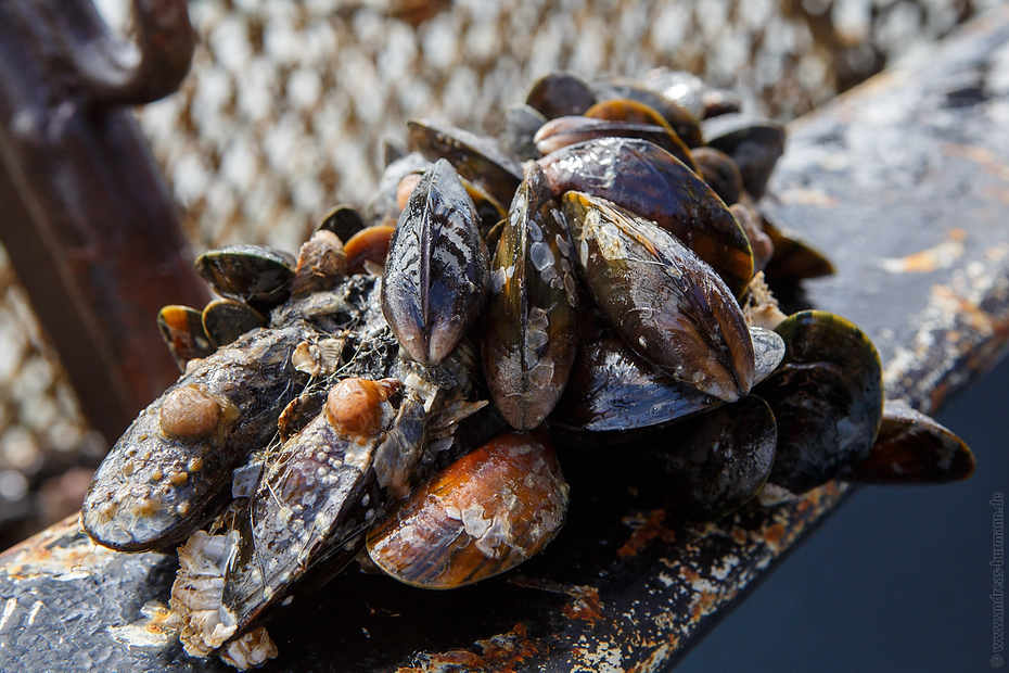 20160815-muschelfischer-400.jpg - Niedersächsische Muschelfischer eröffnen Saison 2016 in Greetsiel