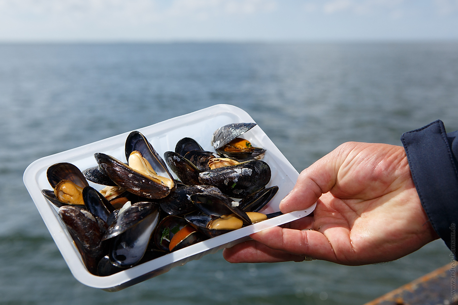 20160815-muschelfischer-597.jpg - Niedersächsische Muschelfischer eröffnen Saison 2016 in Greetsiel