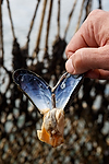 Vorschaubild für Datei 20160815-muschelfischer-424.jpg Niedersächsische Muschelfischer eröffnen Saison 2016 in Greetsiel