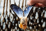 Vorschaubild für Datei 20160815-muschelfischer-430.jpg Niedersächsische Muschelfischer eröffnen Saison 2016 in Greetsiel
